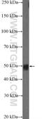 Solute carrier family 25 member 46 antibody, 12277-1-AP, Proteintech Group, Western Blot image 