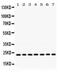 RAS Like Proto-Oncogene B antibody, PA5-79911, Invitrogen Antibodies, Western Blot image 