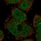 Zymogen Granule Protein 16B antibody, HPA053549, Atlas Antibodies, Immunofluorescence image 