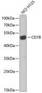 CD1b Molecule antibody, 22-306, ProSci, Western Blot image 