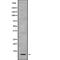 SPT4 Homolog, DSIF Elongation Factor Subunit antibody, abx218827, Abbexa, Western Blot image 