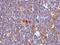 BAX antibody, GTX34420, GeneTex, Immunohistochemistry paraffin image 