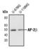 TFAP2B antibody, PA5-17348, Invitrogen Antibodies, Western Blot image 