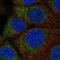 Queuine TRNA-Ribosyltransferase Catalytic Subunit 1 antibody, NBP2-59021, Novus Biologicals, Immunocytochemistry image 