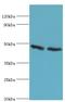 Farnesyl-Diphosphate Farnesyltransferase 1 antibody, LS-B15233, Lifespan Biosciences, Western Blot image 