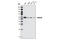 Protein naked cuticle homolog 2 antibody, 2073S, Cell Signaling Technology, Western Blot image 