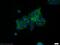 Transforming Growth Factor Beta 1 Induced Transcript 1 antibody, 10565-1-AP, Proteintech Group, Immunofluorescence image 