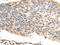 Transmembrane P24 Trafficking Protein 2 antibody, CSB-PA795013, Cusabio, Immunohistochemistry paraffin image 