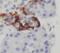 Peptide YY antibody, FNab06310, FineTest, Immunohistochemistry frozen image 