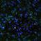 Emerin antibody, A00714, Boster Biological Technology, Immunofluorescence image 