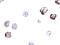 Immunity Related GTPase Cinema antibody, 5295, ProSci, Immunocytochemistry image 