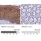 Transmembrane Protein 40 antibody, NBP1-92521, Novus Biologicals, Immunohistochemistry paraffin image 