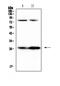 Complement Factor D antibody, A01134-2, Boster Biological Technology, Western Blot image 
