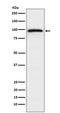Rap Guanine Nucleotide Exchange Factor 3 antibody, M02483, Boster Biological Technology, Western Blot image 