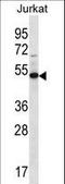 Family With Sequence Similarity 8 Member A1 antibody, LS-C167906, Lifespan Biosciences, Western Blot image 