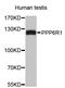 Protein Phosphatase 6 Regulatory Subunit 1 antibody, STJ26708, St John