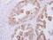 Ribokinase antibody, NBP2-20099, Novus Biologicals, Immunohistochemistry frozen image 