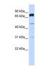 Pleckstrin Homology Domain Containing A4 antibody, NBP1-57684, Novus Biologicals, Western Blot image 