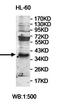Phosphatidylinositol Transfer Protein Cytoplasmic 1 antibody, orb78133, Biorbyt, Western Blot image 