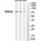 Phosphodiesterase 4C antibody, PA5-49996, Invitrogen Antibodies, Western Blot image 