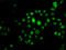 Homeobox B7 antibody, LS-C346147, Lifespan Biosciences, Immunofluorescence image 