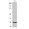 BCAS2 Pre-MRNA Processing Factor antibody, LS-C382251, Lifespan Biosciences, Western Blot image 