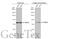 Protein Disulfide Isomerase Family A Member 4 antibody, GTX115263, GeneTex, Western Blot image 