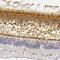 Protein unc-119 homolog A antibody, HPA041912, Atlas Antibodies, Immunohistochemistry paraffin image 