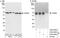 Heat Shock Protein Family D (Hsp60) Member 1 antibody, A302-844A, Bethyl Labs, Western Blot image 