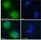 STE20 Related Adaptor Beta antibody, NB100-1181, Novus Biologicals, Immunocytochemistry image 