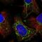 Striatin 4 antibody, NBP1-93433, Novus Biologicals, Immunofluorescence image 