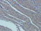Solute Carrier Family 22 Member 8 antibody, orb11178, Biorbyt, Immunohistochemistry paraffin image 