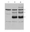 MYB Proto-Oncogene, Transcription Factor antibody, orb345641, Biorbyt, Western Blot image 