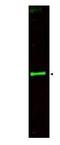 Slit Guidance Ligand 3 antibody, orb345514, Biorbyt, Western Blot image 