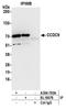 Coiled-Coil Domain Containing 9 antibody, A304-763A, Bethyl Labs, Immunoprecipitation image 