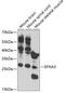 Ephrin A3 antibody, 18-788, ProSci, Western Blot image 