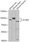 Interleukin 1 Receptor Accessory Protein antibody, GTX33261, GeneTex, Western Blot image 