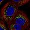 Solute Carrier Family 25 Member 24 antibody, NBP2-57669, Novus Biologicals, Immunocytochemistry image 