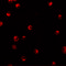 Karyopherin Subunit Alpha 1 antibody, 5981, ProSci, Immunofluorescence image 