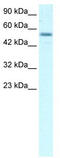 EBF Transcription Factor 3 antibody, TA329414, Origene, Western Blot image 