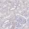 Dysbindin Domain Containing 2 antibody, HPA043991, Atlas Antibodies, Immunohistochemistry frozen image 