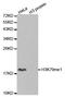 Histone Cluster 3 H3 antibody, STJ23993, St John