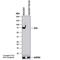FUS RNA Binding Protein antibody, NB100-2599, Novus Biologicals, Western Blot image 