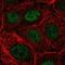 Nudix Hydrolase 22 antibody, NBP2-55381, Novus Biologicals, Immunofluorescence image 