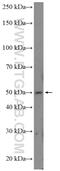 Pleckstrin Homology Domain Containing B1 antibody, 10512-1-AP, Proteintech Group, Western Blot image 