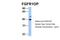 FGFR1 Oncogene Partner antibody, 30-914, ProSci, Western Blot image 