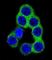 Ephrin B2 antibody, abx026365, Abbexa, Western Blot image 