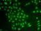 Cryptochrome Circadian Regulator 2 antibody, LS-C748346, Lifespan Biosciences, Immunofluorescence image 