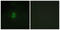 Cytochrome P450 Family 2 Subfamily E Member 1 antibody, abx013987, Abbexa, Western Blot image 