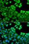 NLR family CARD domain-containing protein 4 antibody, LS-C349105, Lifespan Biosciences, Immunofluorescence image 